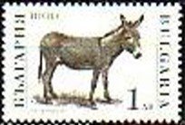 Donkey (Equus asinus asinus)