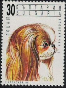 Pekingese Dog (Canis lupus familiaris)