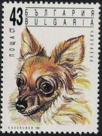 Chihuahua (Canis lupus familiaris)