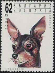 Miniature Pinscher (Canis lupus familiaris)