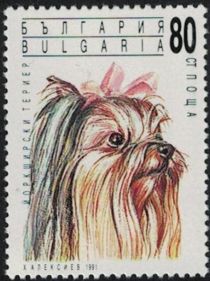 Yorkshire Terrier (Canis lupus familiaris)