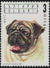 Pug (Canis lupus familiaris)