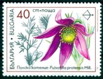 Medicinal Plants - Pulsatilla Pratensis