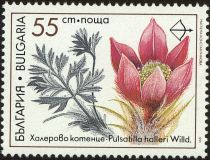 Medicinal Plants - Pulsatilla halleri