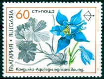 Medicinal Plants - Aquilegia nigricans