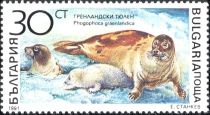 Harp Seal (Pagophilus groenlandicus)