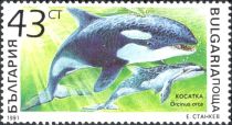 Killer Whale (Orcinus orca)