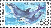 Common Bottlenose Dolphin (Tursiops truncatus)