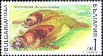 Mediterranean Monk Seal (Monachus monachus)