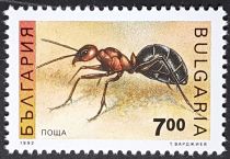 Red Wood Ant (Formica rufa)