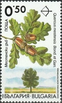 Endemic trees in Bulgaria - Quercus mestensis