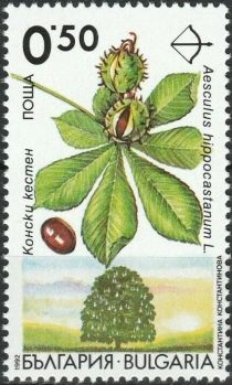 Endemic trees in Bulgaria - Aesculus hippocastanum