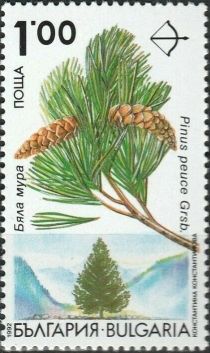 Endemic trees in Bulgaria - Pinus peuce