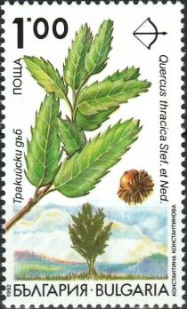 Endemic trees in Bulgaria - Quercus thracica