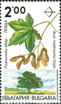 Endemic trees in Bulgaria - Acer heldreichii