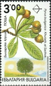 Endemic trees in Bulgaria - Pyrus bulgarica