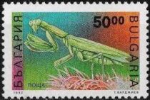 European Mantis (Mantis religiosa)