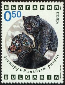 Black Leopard (Panthera pardus)