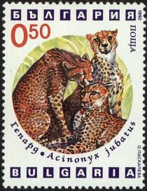 Cheetah (Acinonyx jubatus)