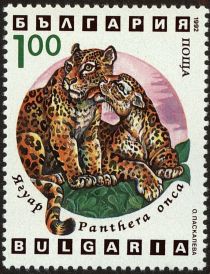 Jaguar (Panthera onca)