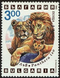 Lion (Panthera leo)