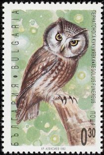 Boreal Owl (Aegolius funereus)