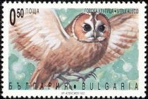 Tawny Owl (Strix aluco)