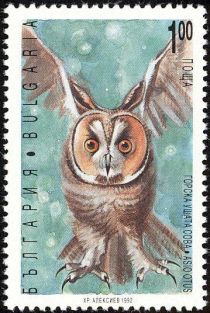 Long-eared Owl (Asio otus)