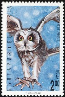 Short-eared Owl (Asio flammeus)