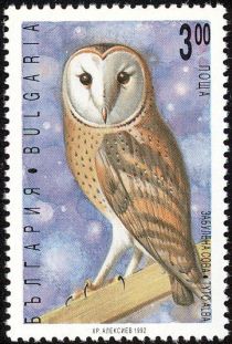 Common Barn Owl (Tyto alba)