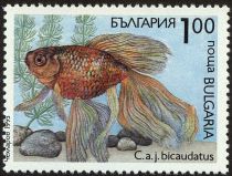 Goldfish (Carassius auratus bicaudatus)