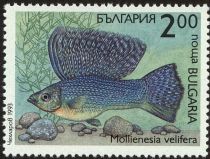 Sail-fin Molly (Mollienesia velifera)