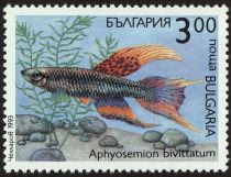 Two-stripe Killifish (Aphyosemion bivittatum)