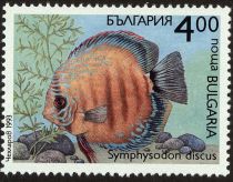 Red Discus (Symphysodon discus)