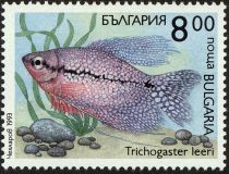 Pearl Gourami (Trichogaster leeri)