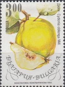 Quince (Cydonia oblonga)