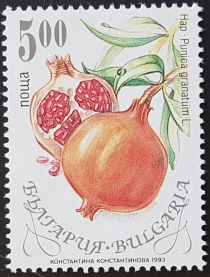 Pomegranate (Punica granatum)