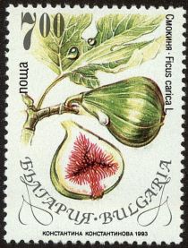 Common Fig (Ficus carica)