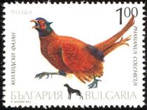 Common Pheasant (Phasianus colchicus)