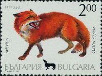 Red Fox (Vulpes vulpes)