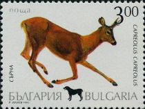 Western Roe Deer (Capreolus capreolus)