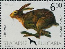 European Hare (Lepus europaeus)