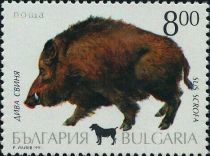 Wild Boar (Sus scrofa)