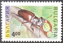 Stag Beetle (Lucanus cervus)