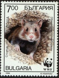 European Hamster (Cricetus cricetus)