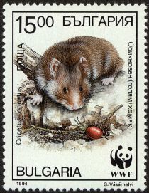 European Hamster (Cricetus cricetus)