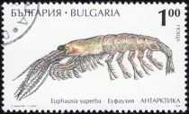 Antarctic Krill (Euphausia superba)