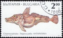 Blackfin Icefish (Chaenocephalus aceratus)