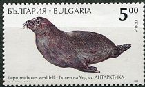 Weddell Seal (Leptonychotes weddellii)