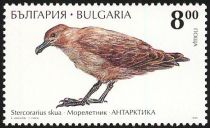 Brown Skua (Stercorarius skua)